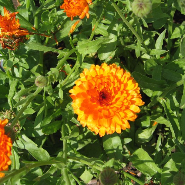 Morgenfrue <br>'Funky Stuff'<br><i>Calendula officinalis </i>