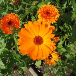 Morgenfrue <br>'Funky Stuff'<br><i>Calendula officinalis </i>