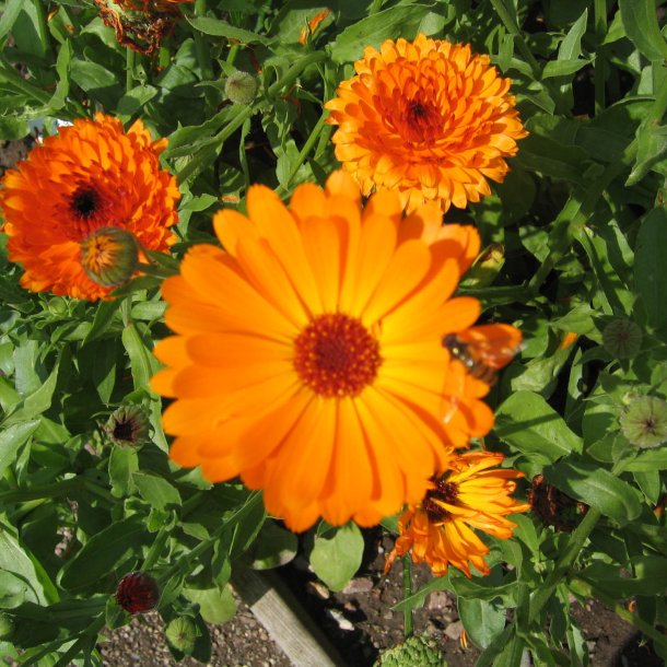 Morgenfrue <br>'Funky Stuff'<br><i>Calendula officinalis </i>