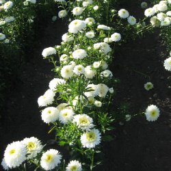 Asters, Sommer- <br>'Matador White' <br><i>Callistephus chinensis </i>