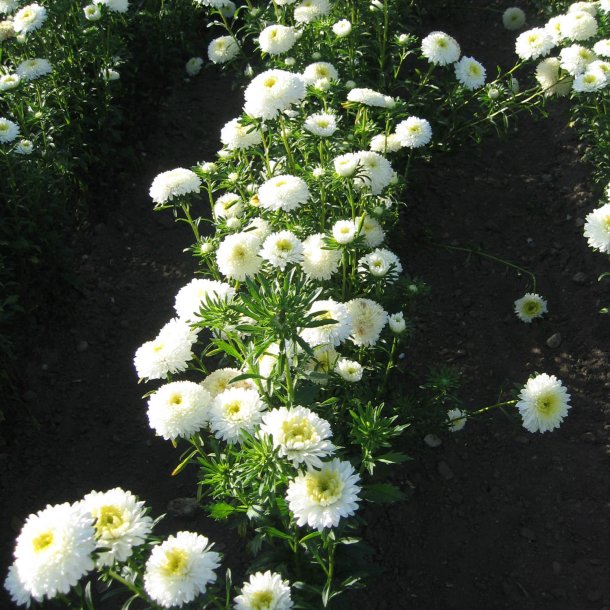 Asters, Sommer- <br>'Matador White' <br><i>Callistephus chinensis </i>