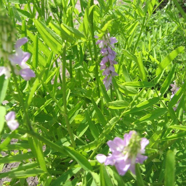 Stregblg, <br>Lge- <br><i>Galega officinalis</i>