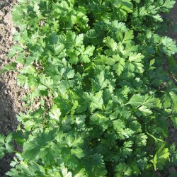 Persille <br>Bredbladet/Glatbladet <br>'Felicia'<br><i>Petroselinum crispum</i>