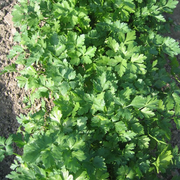 Persille <br>Bredbladet/Glatbladet <br>'Felicia'<br><i>Petroselinum crispum</i>