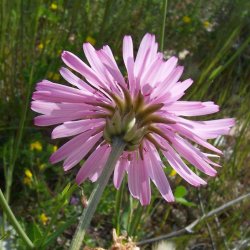 Hgeskg <br>'Rose' <br><i>Crepis rubra</i>