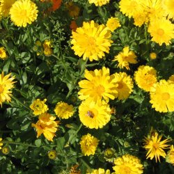 Morgenfrue <br>'Prince Golden' <br><i>Calendula officinalis </i>