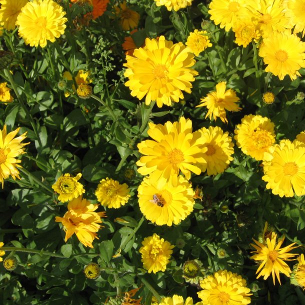 Morgenfrue <br>'Prince Golden' <br><i>Calendula officinalis </i>