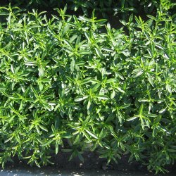 Sar, <br>Vinter- <br><i>Satureja montana</i>