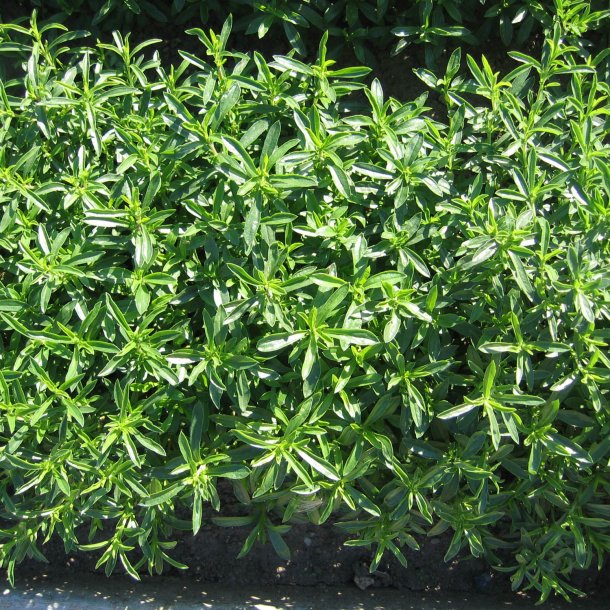 Sar, <br>Vinter- <br><i>Satureja montana</i>