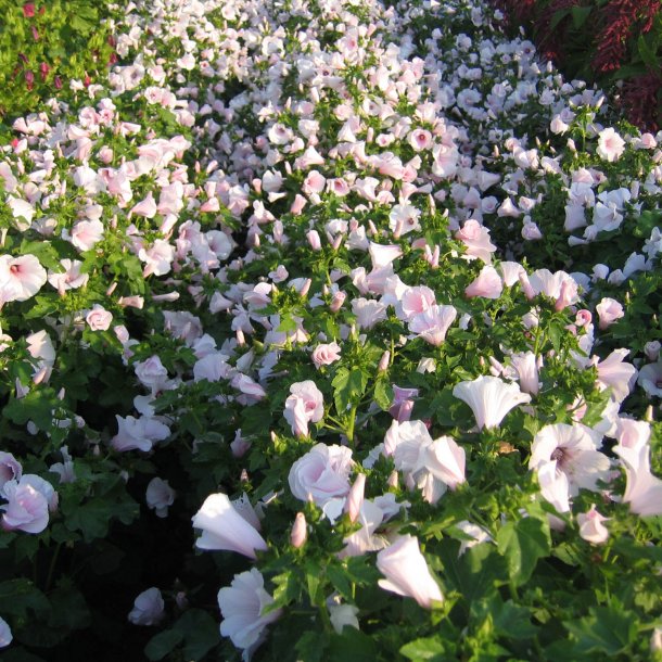 Mamelukrme <br>'Pink Blush' <br><i>Lavatera trimestris </i>