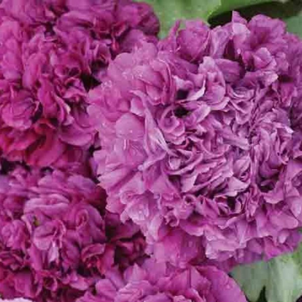 Valmue, Opiums- <br>'Purple Paeony' <br><i>Papaver somniferum</i>