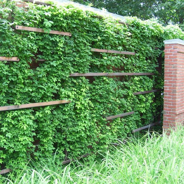 Akebia, <br>Chokoladeranke <br><i>Akebia quinata</i>