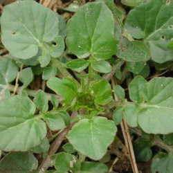 Vinterkarse, vild -<br>Vinterkarse, udsprret <br><i> Barbarea vulgaris</i>  