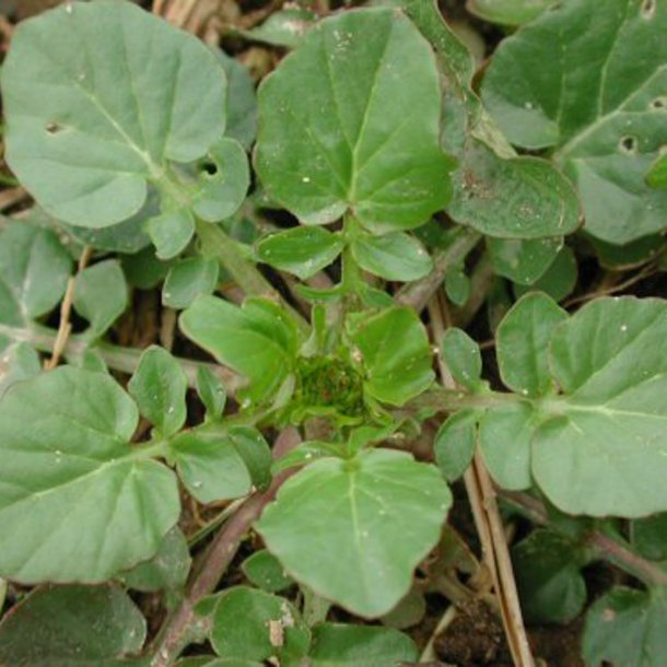 Vinterkarse, vild -<br>Vinterkarse, udsprret <br><i> Barbarea vulgaris</i>  