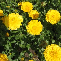 Morgenfrue <br>'Prince Golden' <br><i>Calendula officinalis </i>