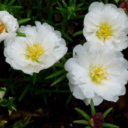 Portulakrose, <br>solportulak <br> 'Happy Trails White' <br><i>Portulaca grandiflora</i>