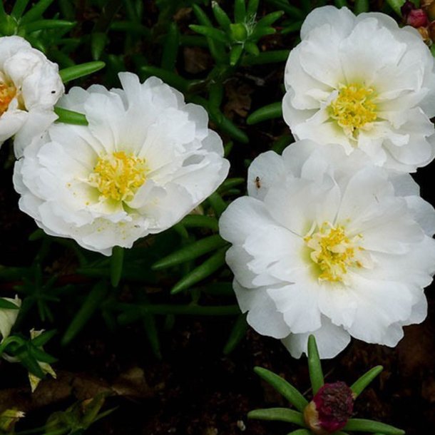 Portulakrose, <br>solportulak <br> 'Happy Trails White' <br><i>Portulaca grandiflora</i>