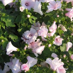 Mamelukrme <br>'Pink Blush' <br><i>Lavatera trimestris </i>