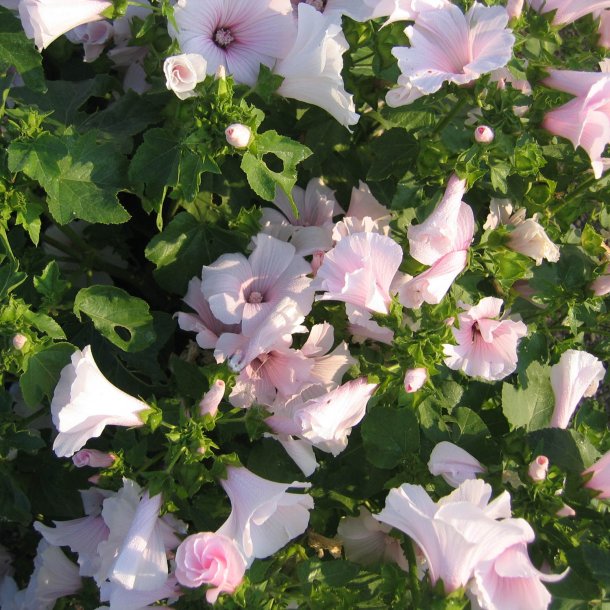 Mamelukrme <br>'Pink Blush' <br><i>Lavatera trimestris </i>