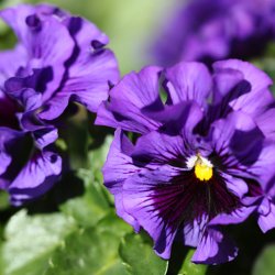 Stedmoder, Have- <br>'Frizzle Sizzle Mix' F1 <br><i>Viola x wittrockiana</i>