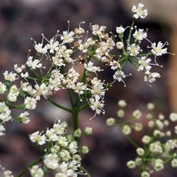 Anis, gte <br><i>Pimpinella anisum</i><br><br>