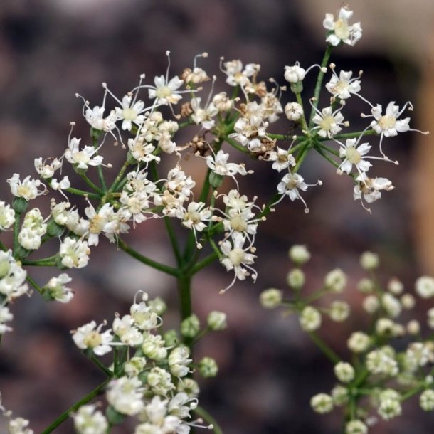 Anis, gte <br><i>Pimpinella anisum</i><br><br>
