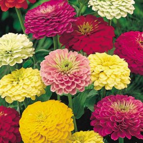 Frkenhat <br>'Mix' <br><i>Zinnia elegans </i>