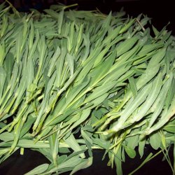 Stridolo <br><i>Silene inflata</i><br><br>