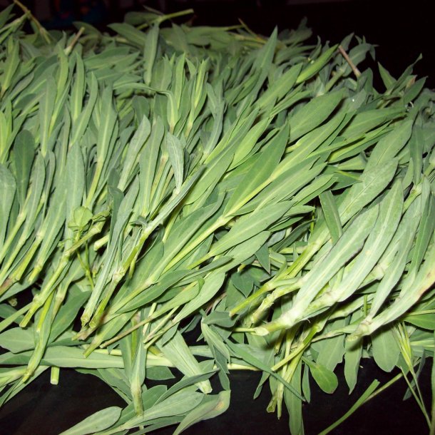 Stridolo <br><i>Silene inflata</i><br><br>