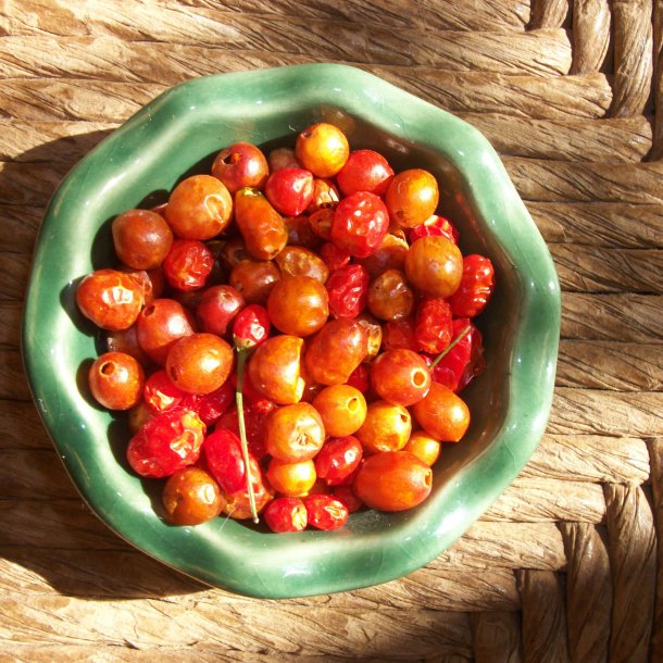 Chili 'Tepin' <br><i>Capsicum annuum var. glabriusculum </i>