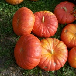 Grskar <br>'Rouge vif d'Etampes' <br><i>Cucurbita maxima</i>