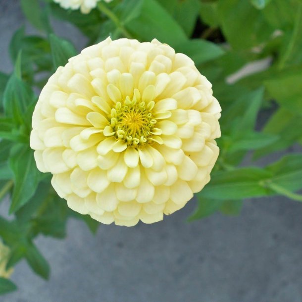 Frkenhat <br>'Oklahoma Ivory' <br><i>Zinnia elegans</i>