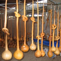 Kalabas <br>'Extra Long Handled Dipper' <br><i>Lagenaria siceraria</i>