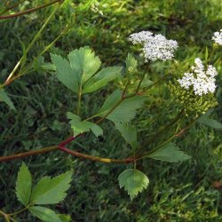 Skotsk lostilk <br><i>Ligusticum scoticum</i><br><br>