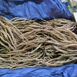 Sukkerrod <br><i>Sium sisarum</i><br><br>