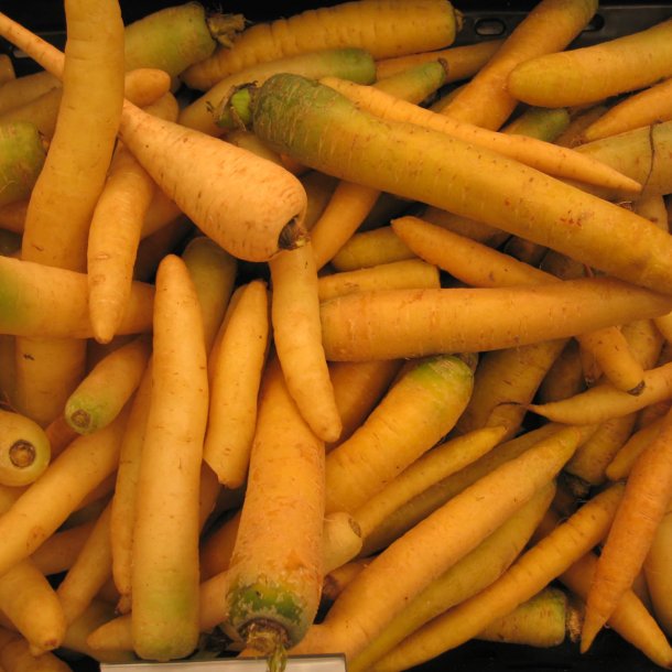 Gulerod <br>'Yellowstone' <br><i>Daucus carota var. sativus</i>