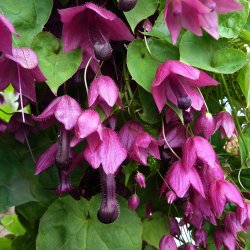 Rosenslynger, prinsessesk�rt<br><i>Rhodochiton atrosanguineus</i>