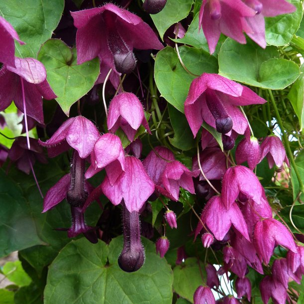 Rosenslynger, prinsessesk�rt<br><i>Rhodochiton atrosanguineus</i>