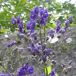 Stormhat, <br>venusvogn <br><i>Aconitum napellus</i>