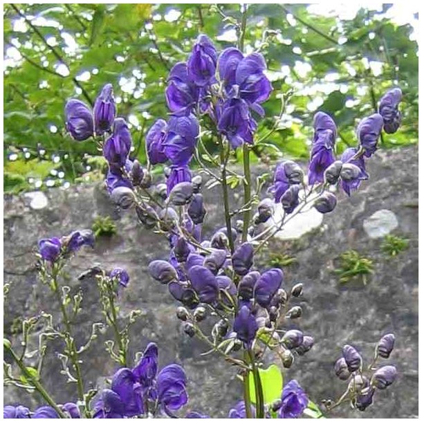 Stormhat, <br>venusvogn <br><i>Aconitum napellus</i>