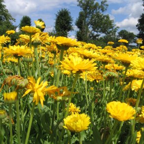 Morgenfrue <br>'Prince Golden' <br><i>Calendula officinalis </i>