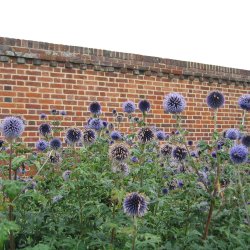 Tidselkugle <br><i>Echinops ritro </i><br><br>