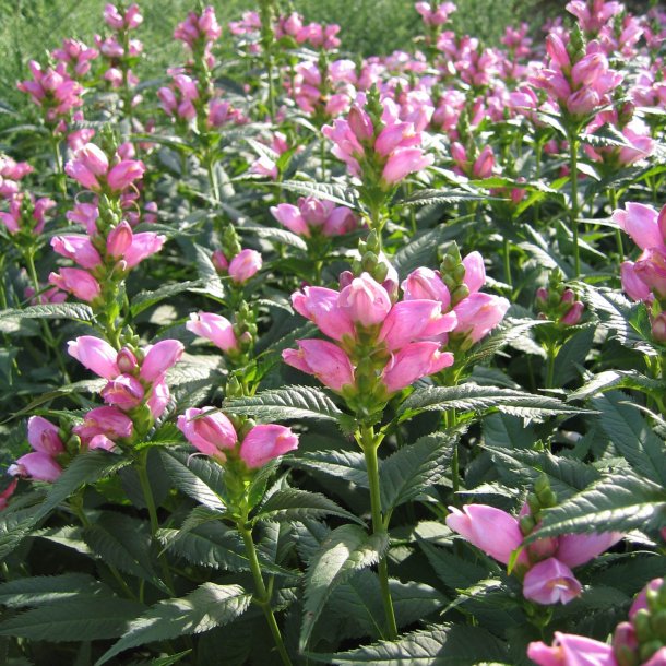 Duehoved <br><i>Chelone obliqua </i><br><br>