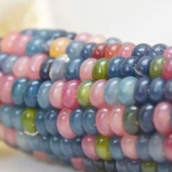 Majs, Indianer- <br>'Ice Lady'<br><i>Zea mays</i>