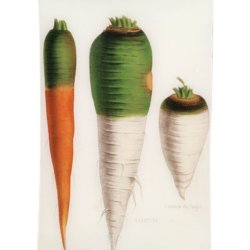 Gulerod <br>'Blanche collet vert hors terre' <br><i>Daucus carota var. sativus</i>