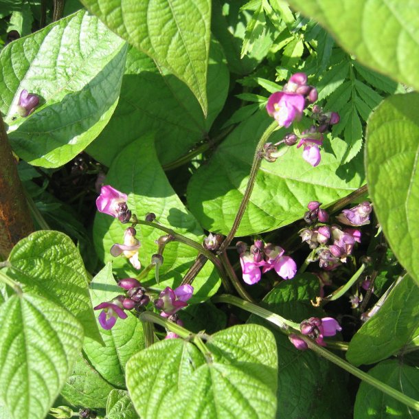 Hjelmbnne, <br>Lablab-bnne, Hyacintbnne<br><i>Dolichos lablab </i>