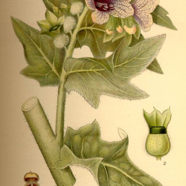 Bulmeurt <br><i>Hyoscyamus niger </i><br><br>