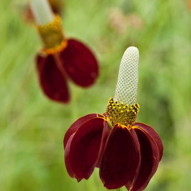 Mexikansk Hat <br>'Red Midget' <br><i>Ratibida columnifera var. pulcherrima</i>