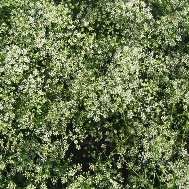 Anis, gte <br><i>Pimpinella anisum</i><br><br>