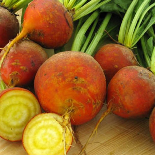 Rdbede<br>'Orange Golden'<br><i>Beta vulgaris</i>